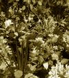 Champ de fleurs